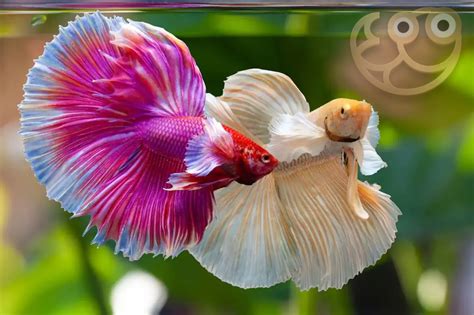chinese fighting fish|Care For Chinese Fighting Fish .